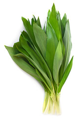 Fresh leaves of green wild leek or ramson