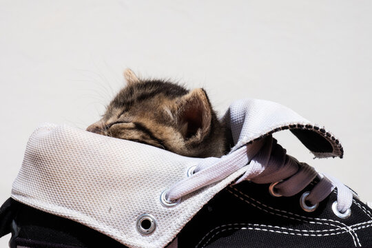 Cute tabby kitten in black shoe look at the camera.