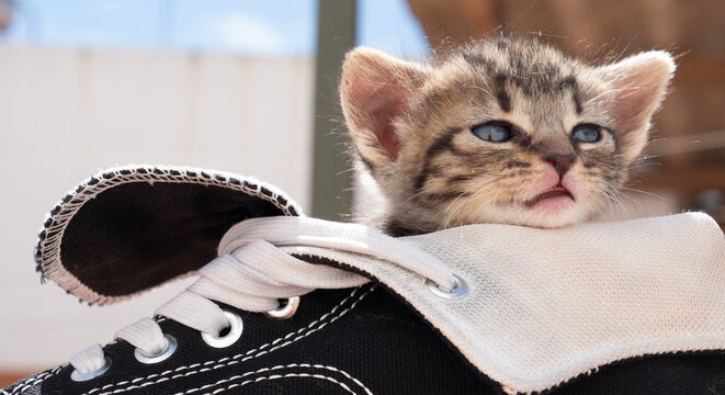 Cute tabby kitten in black shoe look at the camera.