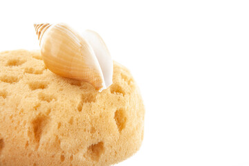 image of sponge seashell white background