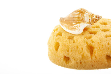 image of sponge seashell white background