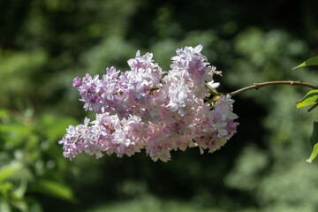 Blooming lilac branches in the park against the blue sky. Spring concept. Lilacs bloom beautifully in spring.