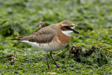 藻の上に立つメダイチドリ