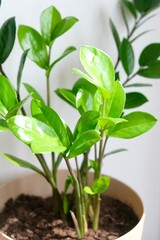 Zamioculcas plant in flower pot standing on a white background. Modern minimal creative home decor concept.The shadow on the light wall from the plant Zamioculcas. Zamioculcas Zamiifolia or ZZ Plant 