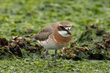 接近するメダイチドリ