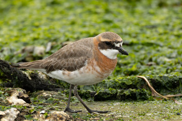ゆっくり歩くメダイチドリ