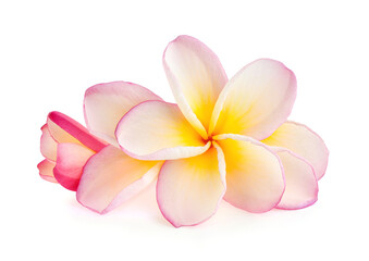 Obraz na płótnie Canvas Tropical flowers frangipani (plumeria)