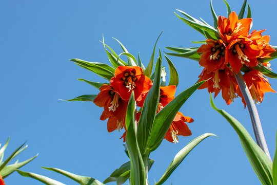inverted tulip, an endemic flower in turkey