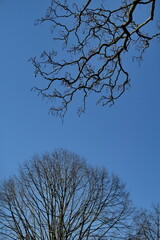 Branchages d'hiver sur fond  de ciel bleu.