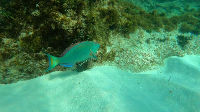 Male Parrotfish With Remora Swimming Under The Deep Blue Sea. - underwater