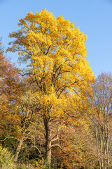 Autumn in the Cotswolds - A tulip tree in the small town of Nailsworth, Gloucestershire, England UK