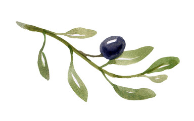 Top view of fresh black olive fruit with leaves as frame on white background.