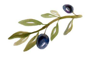 Black olives in olive tree branch on a white background
