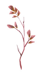 Watercolor Branch with autumn red leaves isolated on a white background