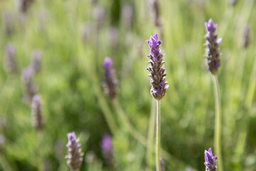 Buds of lavender flowers shown close-up against the background of a lavender field in a blurred focus. The background of a flower field. 