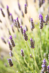 Lavender wildflowers illuminated by daylight. Vertical photo. The background of a flower field.