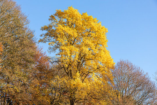 Autumn in the Cotswolds - A tulip tree in the small town of Nailsworth, Gloucestershire, England UK