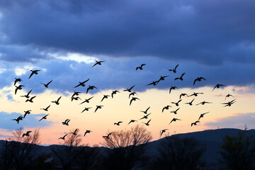 夕暮れの空に飛び立つ水鳥の群れ