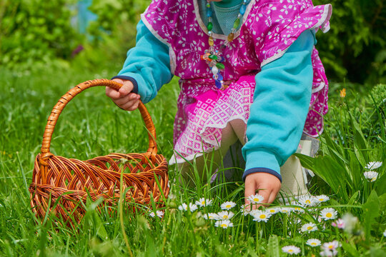 little girl collects daisies,hands of a little girl pluck daisy flowers in the grass, collect daisies in a basket
