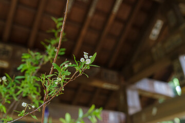 東京赤坂にある氷川神社の手水舎に飾られた生け花