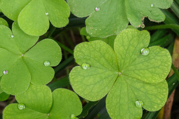 水滴がついて輝いているクローバー