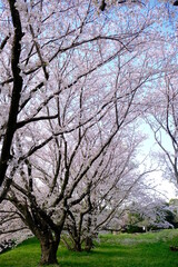cherry tree in bloom