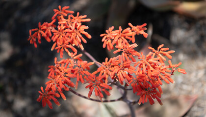 flower plant with bloom or berry. macro nature