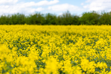 Flowering rapeseed with cloudy sky during springtime. Blooming canola fields, rape on the field in summer. Bright yellow rapeseed flowers