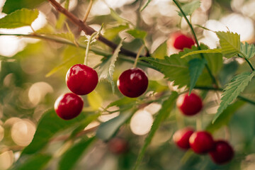 Ripe red cherries hanging on branch with green leaves in garden. Nature, harvest, gardening, vitamins, healthy food, preservation concept. Soft focus, close up
