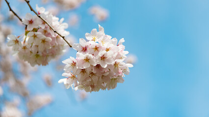 sakura beautiful flower on branch of tree. macro nature. blue sky background with copy space