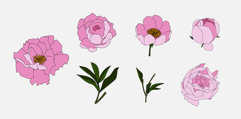 Hand drawn peony flower set in doodle style. Pink flower collection. Vector illustration isolated for patterns, social media, stamp, wedding and more.