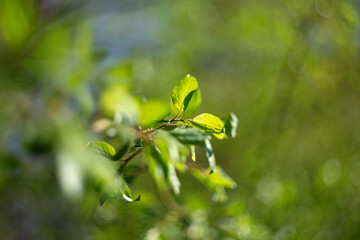 Defocused natural background from green leafs on the branch.