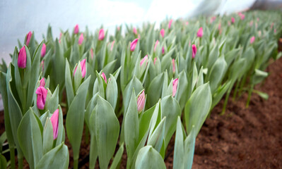 Buds of rose tulips with fresh green leaves in soft lights at blur background.