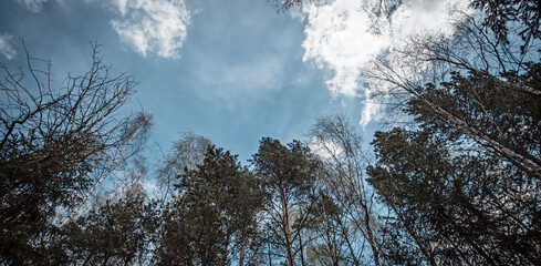 Silhouettes of trees against the blue sky in early spring