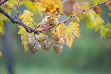 Green grapes with drops on the vine ready for late harvest.