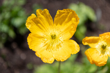 Flowering plant with yellow petals in bloom wildflower blooming natural background
