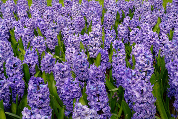 Jacinthes violettes © bobdu11