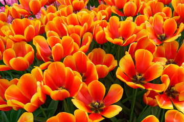 Tulipes orangées et jaunes