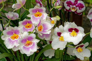 Orchidées blanches et mauves
