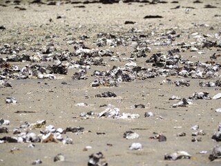 【清水港】人工海岸に打ち上げられた貝