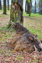 the trunk of a felled tree in the park © Tomasz