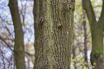 trunk on the meadow - obrazy, fototapety, plakaty