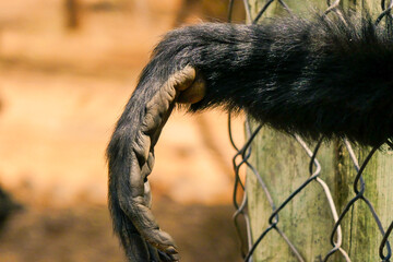A hand of a black headed spider monkey - Ateles fusciceps hanging on a barrier at a conservancy in...