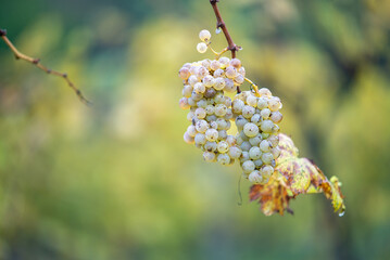Green grapes with drops on the vine ready for late harvest.