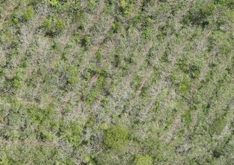 Top View Aerial Photograph of Forest
