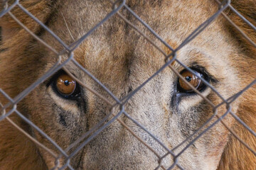 Lion - Panthera leo looking through a barrier at a conservancy in Nanyuki, Kenya
