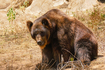 Fototapeta premium A grizzly bear at a conservancy in Nanyuki, Kenya