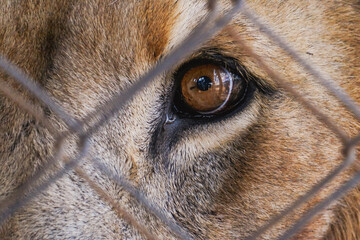Lion - Panthera leo looking through a barrier at a conservancy in Nanyuki, Kenya