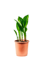Calla Black Magic in a plant pot isolated on white background. Herbaceous perennial tuberous plant
