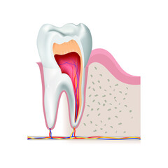 Sectional diagram of a tooth showing the internal structure. Vector illustration